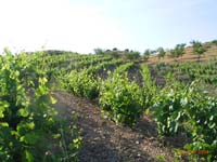 Weinreben
